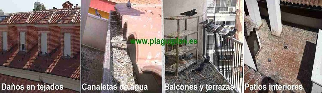 Control de palomas y aves urbanas