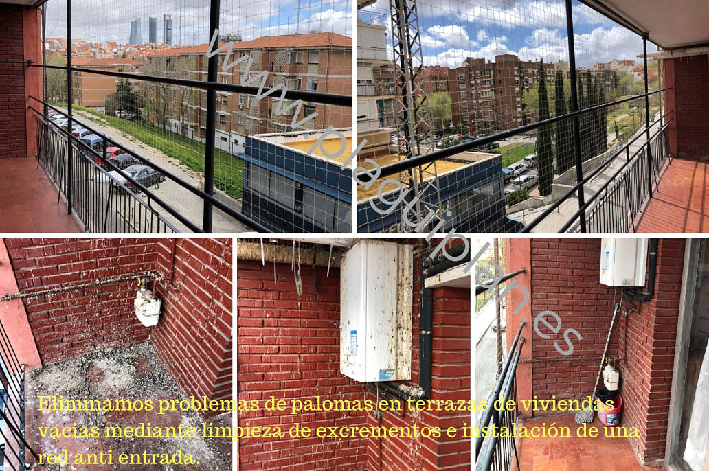 Problema de palomas terraza o balcón de vivienda