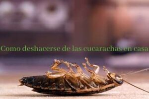 Como-Deshacerse-De-Las-Cucarachas- en-casa