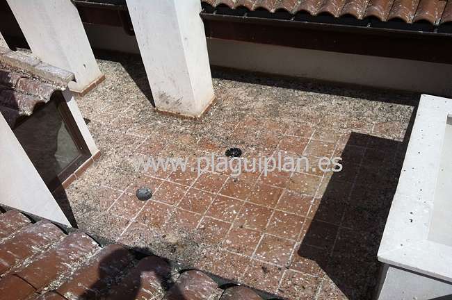 Danos causados por las Palomas en comunidades de vecinos como Prevenirlos opt