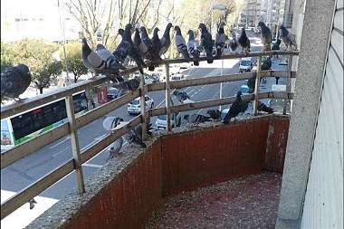 Daños-causados-por-las-Palomas-en-comunidades-de-vecinos-y-cómo-Prevenirlos