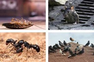 tarifas control de plagas