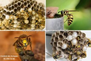 Control de plagas de avispas