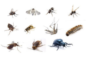 Cómo-controlar-las-plagas-más-molestas-en primavera-y-verano