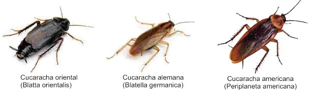 Cuánto cuesta exterminar una plaga de cucarachas