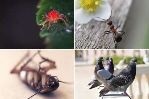 pequeños-bichos-rojos-y-otras-plagas- primaverales