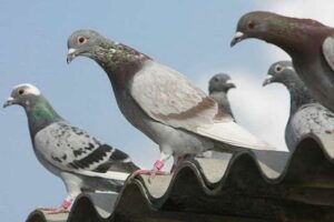 tengo-un-problema-de-palomas