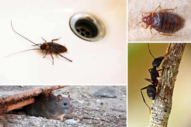 Qué-plagas-son-las-más-comunes-en-Madrid