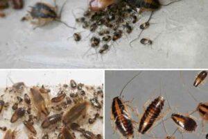 Cucaracha-pequeña-ninfa-qué-aspecto-tienen