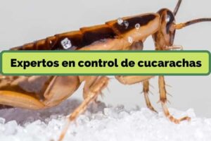 expertos-en-control-de-cucarachas
