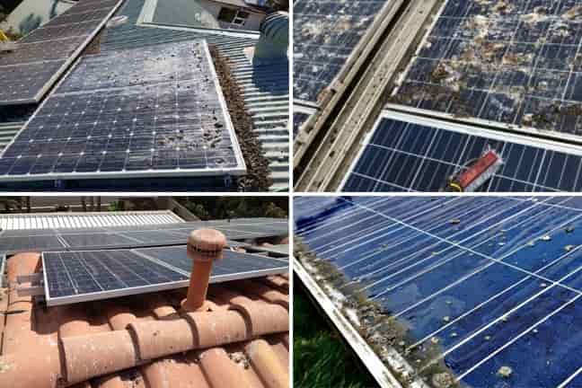 protección-contra-aves-en-paneles-solares-foto