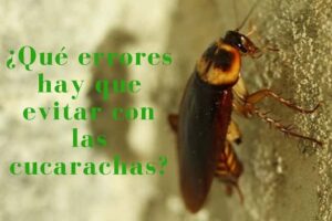 Errores-a-evitar-con-las-cucarachas