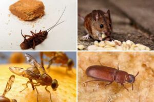 Como mantener la cocina libre de plagas