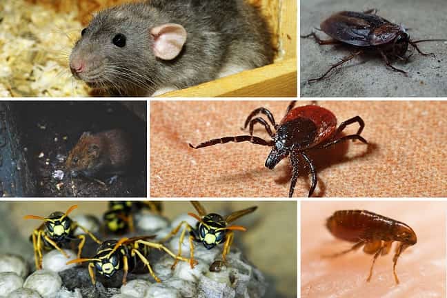 Plagas-en-madrid-que-deben-evitarse-este-otoño