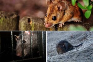 tipos-roedores-invaden-comunidades-hogares