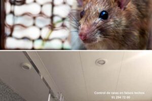 Cómo-deshacerse-ratas-falsos techos