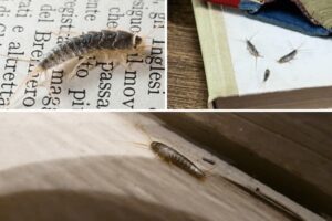 Todo-lo-que-necesita-saber-sobre-los-peces-plateados