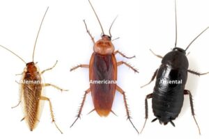 Porque-las-cucarachas-de-madrid-son-tan-peligrosas