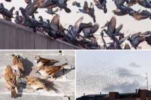 aves-plaga-causan-daños-transmiten enfermedades