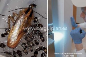 Datos-sobre-la-cucaracha-alemana