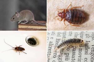 Plagas-comunes-de-invierno-en-Madrid