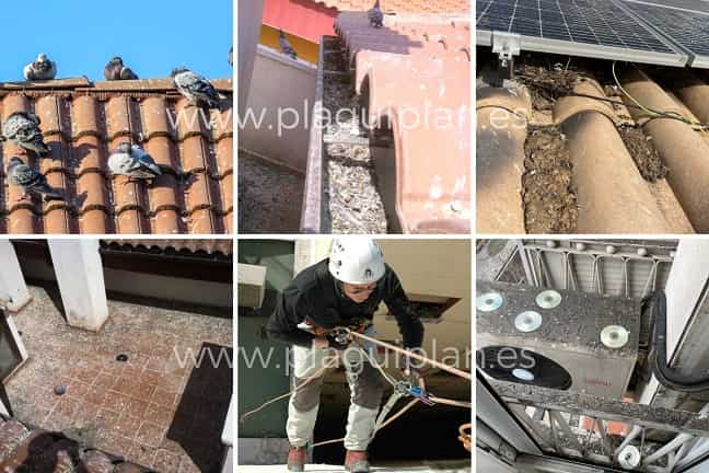 Por-qué-controlar-las-aves-en-madrid