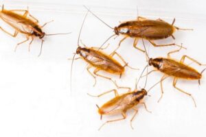 Despídete de las cucarachas alemanas de tu cocina