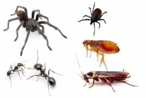 Control de insectos rastreros