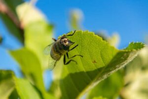Control insectos voladores