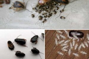 Cucarachas bebés mala señal