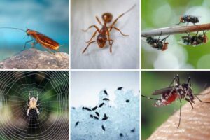 insectos-comunes-viviendas