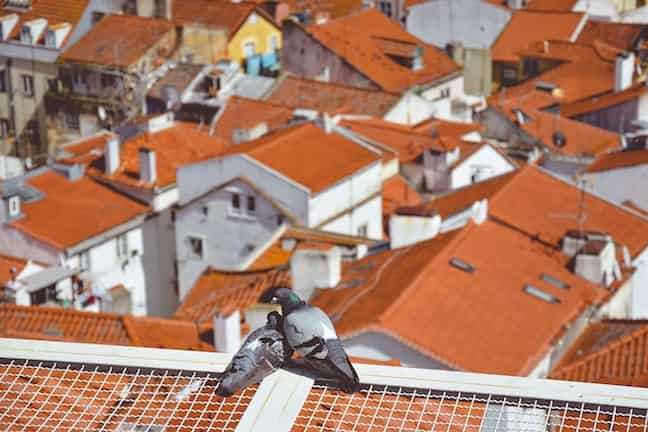 control-aves-trabajos-altura