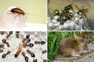 control-plagas-tratamiento-rápido-eficaz