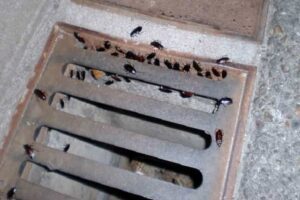 por-que-salen-cucarachas-en-verano