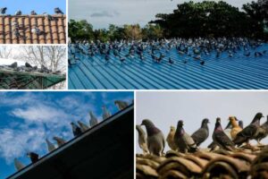 difícil-echar-palomas-del-tejado