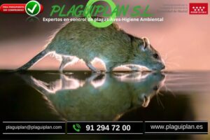 llega-el-otoño-época-de-roedores