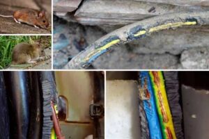 qué-pueden-roer-las-ratas-y-ratones