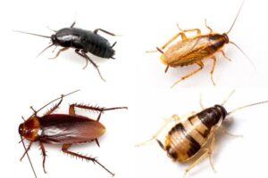 secreto-control-efectivo-cucarachas