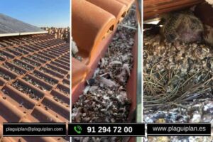 Control de Aves en Urbanizaciones de Chalets