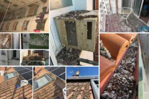 que-producen-las-heces-de-las-palomas