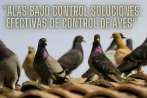 soluciones-efectivas-de-control-de-aves