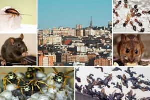 plagas-en-comunidades-de-vecinos