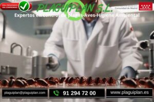 cuando-se-considera-plaga-de-cucarachas