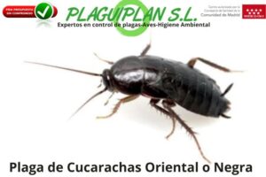 plaga-de-cucarachas-oriental-o-negra