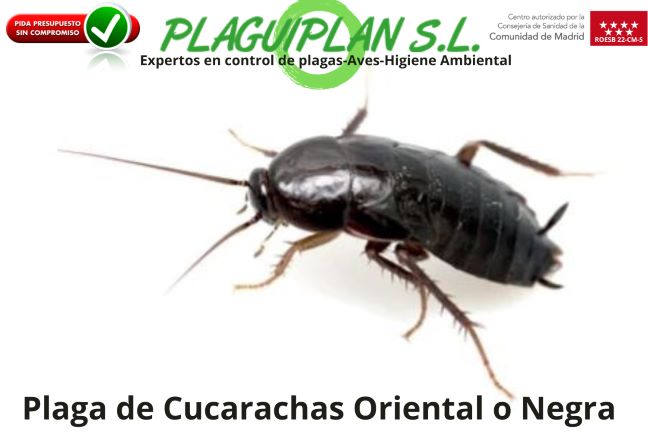 plaga-de-cucarachas-oriental-o-negra