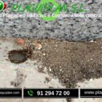 control-de-plagas-edificios-o-comunidades-hormigas