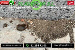 control-de-plagas-edificios-o-comunidades-hormigas