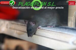 desratización-en-madrid