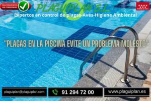 plagas-en-la-piscina