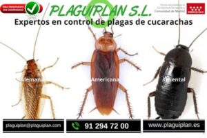 presupuesto-contra-cucarachas